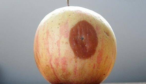 韩版苹果安全吗:有的苹果能吃，但是这些苹果最好不要吃！赶紧来看看