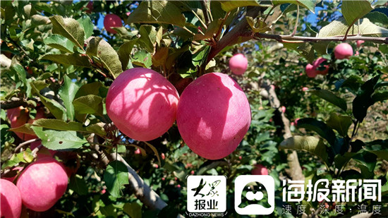 沂源苹果中央新闻广告12月1日沂源苹果价格